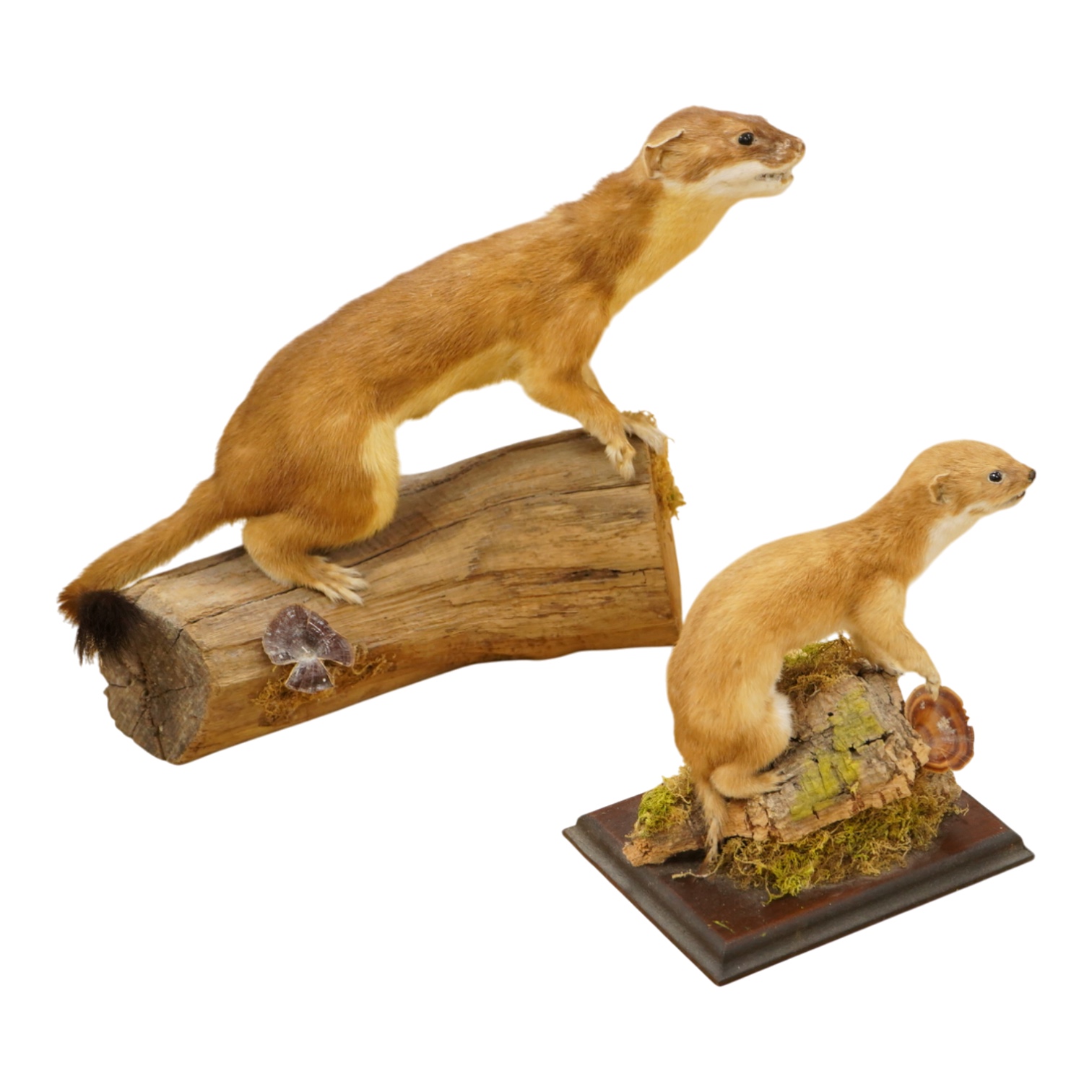A taxidermy stoat and a weasel, separately mounted on naturalistic wooden bases, tallest 24cm